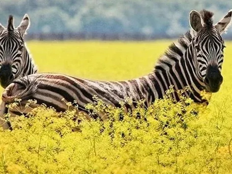 Since April, the season of silence has officially started in Ukraine: what you need to know and how to behave in nature