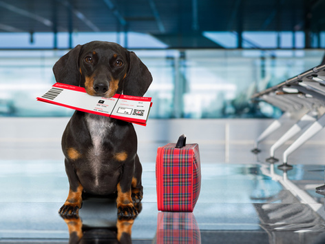 How to enter Turkey with a pet? Current rules