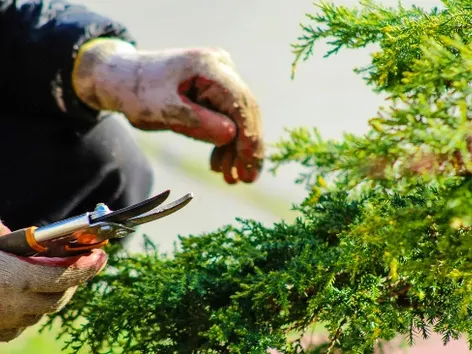 Fines of up to 50 thousand euros: what gardening work can severely punish refugees in Germany