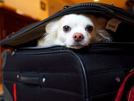 Poland changes requirements for importing pets from Ukraine: new rules