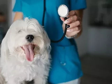 Veterinarian Day: what you need to know about the people who save our ponytail friends