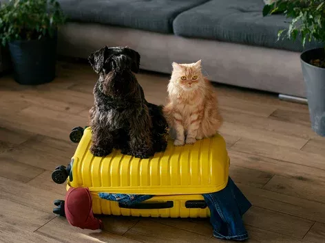 Traveling with a pet: rules for importing animals to Ukraine