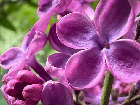 Lilacs bloomed in Kyiv: where to see the spring beauty