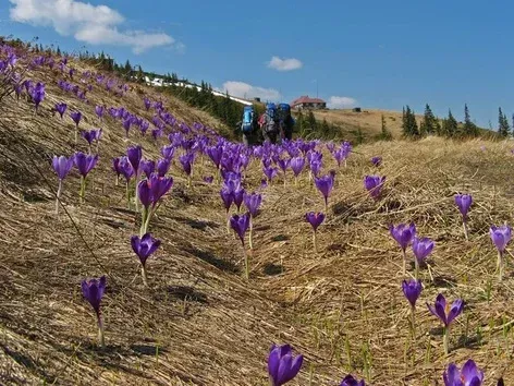 Crocuses on Kukul: go to the spring fairy tale of the Carpathians with Visit Ukraine