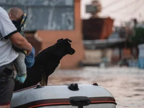 Kakhovka dam explosion: how Kherson residents save animals and evacuation rules